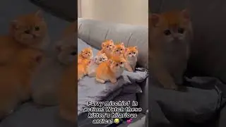 Brighten Your Day  With Cute Cat Antics 🐈✨🥰