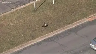 Wild goose attacks pedestrian in Montgomery County