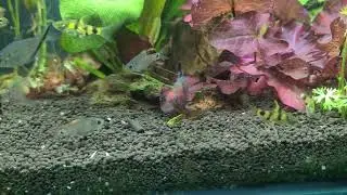 XL Ruby Barb, Costae Tetra and Puntius Gelius in stock on www.best4pets.in