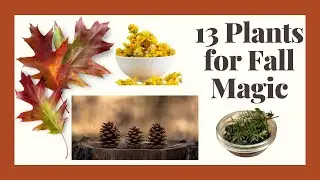 13 Foraged Fall Plants: Spells, Symbolism, Pagan Connections