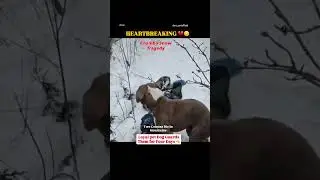 Chamba Snow Tragedy: Two Cousins Die in Mountains, Dog Guards Them for Four Days #india #viral