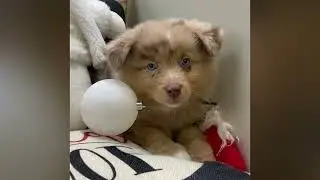 Merrick - Australian Shepherd Puppy for Sale in Dallas, Texas