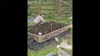 🌱  My first raised at the allotment #Allotment #allotmentuk #gyo #allotmentlife #shorts