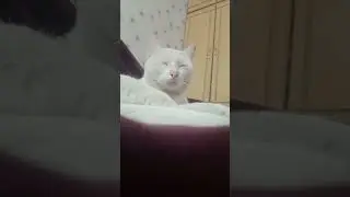 White Daisy Cat