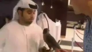 Passport for birds to fly on air