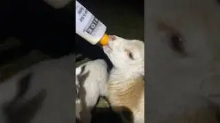 Peaceful Feeding In The Dark #shorts #dark #peaceful #farming #farmlife #sheep #pigs #homestead