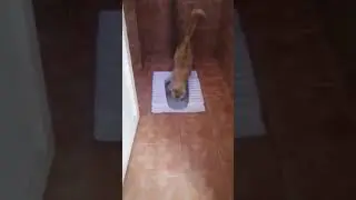 Ang Viral na Pusa