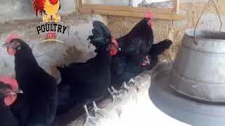 Australorp Breeder Flock Poultry Zone Mansehra Hazara Kpk Pakistan