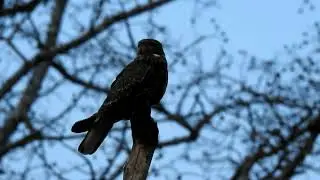 Savanna Nightjar (Caprimulgus affinis)- Calling