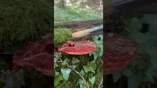 The Beefsteak Mushroom 🍄 🥩 #foraging #mushroom #wildmushrooms