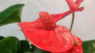 #ЦветыВместе Антуриум Сиерра Мэджик Anthurium Sierra Magic 14/50 (Ultra HD 4K 2160p60FPS).