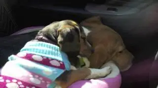 Klein of the BFP - One Year Free