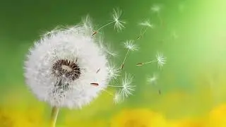 Dorintele mele -  Activitate de consiliere scolara