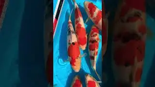 Koi Fish selection. #music #animals #planetaquarium #fish #exoticaquariumfish #pets