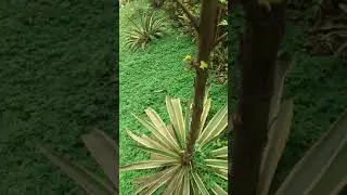 agave century plant