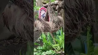 How do sloths eat? 😄