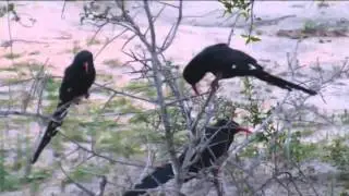 Djuma Game Reserve:   Green Wood Hoopoe's  Nov 30, 2015