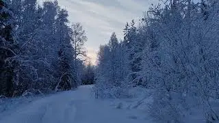ПОХОД НА ЛЫЖАХ ПО ЗИМНЕЙ ДОРОГЕ 28.12.25