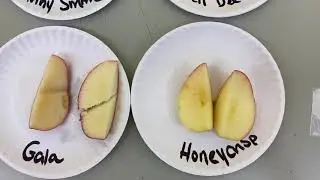 STEM Activity: Why Do Apples Turn Brown?