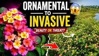Most dangerous invasive weed - Lantana camara #video #viralvideo #viral