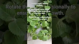 Karpooravalli Mexican mint #plants #plantlover #plantcare #plantlovers #indoorplantstyling