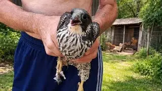 ХИЩНЫХ ПТИЦЫ В ДЕЛЕ !! НА ЧТО ОНИ СПОСОБНЫ КОГДА ГОЛОДНЫЕ 