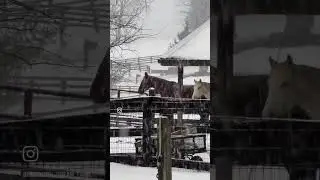 Кентукки или Аляска? Я уже не знаю 😝 #kentuckydreamfarm #saddlebred #snow #equestrian #ugh