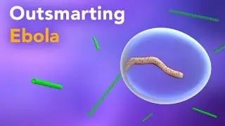 Outsmarting Ebola Virus: Innovative Research on Treatment