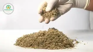 Mullein TBC | Premium Herbal Tea Ingredient | Anekanta Organic | Verbascum thapsus