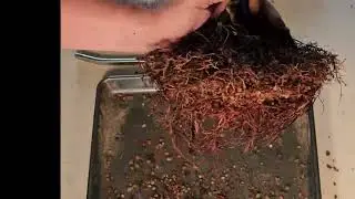 S1E10 Dawn Redwood repot with root correction