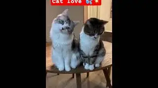 #prettycat #funnycat#prettyfunny #catvideos #catlife #kitten