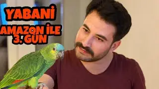 AMAZON PAPAĞANI EVCİLLEŞTİRME 2. BÖLÜM