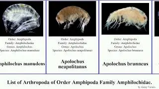 List of Arthropoda of Order Amphipoda Family Amphilochidae. amphilochus Gitanopsis neapolitanus