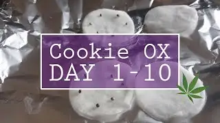 Cookie OX - Day 1 to 10 - Young Seedlings - S03E01 - Indoor Cannabis Grow Room