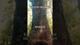 Valley of the giants - Western Australia #music #folk #singersongwriter #roadtrip #australia #nature