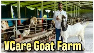 Full Tour of VCare Goat Farm, Padgha | Result Oriented Palai Farm
