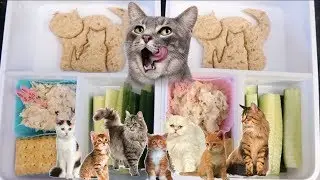 Meow!  Cat Theme Lunches!! Cute Cat Theme Party Food Ideas!