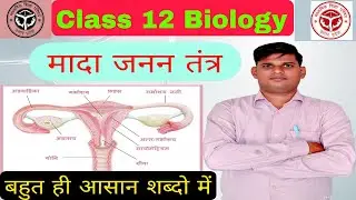 मादा जनन तंत्र |female reproductive system class 12 Biology|mada Janan tantra biology 