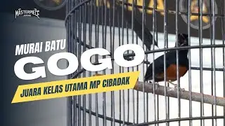 Murai Batu 