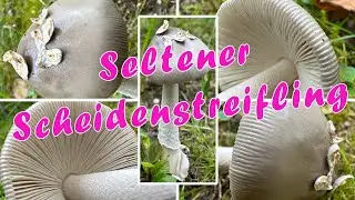 Pappelstreifling essbar? Verwechslung | Natternstieliger Scheidenstreifling, Amanita simulans Contu