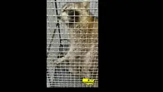 Raccoon Suffering from 2nd Stage Canine Distemper. Warning: Disturbing Video of Sick Animal