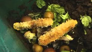 Basics and Benefits of Worm Composting