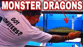 UNBOXING NIGERIAN TROPICAL FISH SHIPMENT - DOLPHIN FISH, AFRICAN AROWANA AND MANY MORE.
