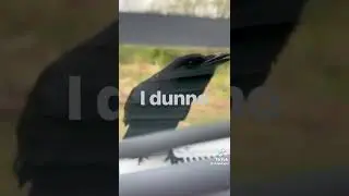Эта ворона умеет говорить! Как человек!!! 😳😥