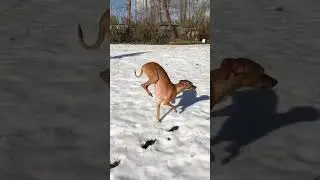 Dogs that are afraid of the cold😂#dog #cold #funny