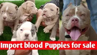 Import blood line American bully Puppies available for sale || 9992505163