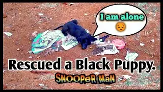 Found a puppy on roadside || Rescue of Black puppy || @SNooPeRMaN - The dog||#puppytrainingintelugu