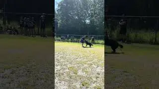 K9 Leo demonstrates how to take down a suspect