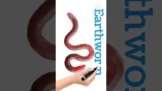 Crawling Animals Name for Kids Learning | Animals Name in English and Hindi #PreschoolLearning