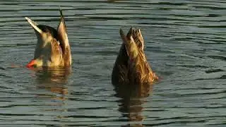 Mallard's foraging technique, near the shoreline